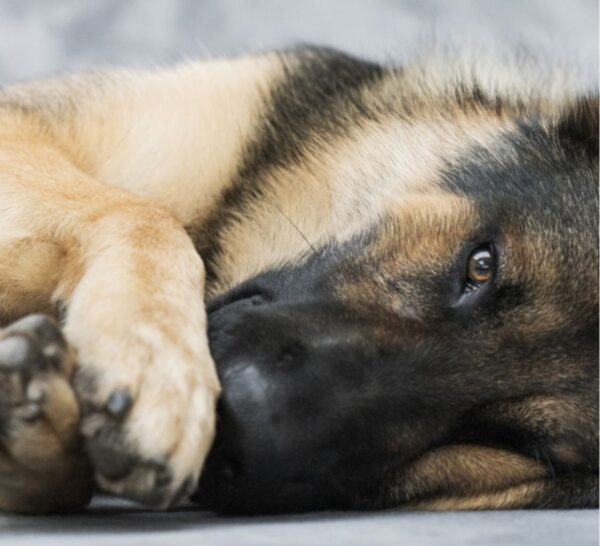 PROJETO AVANÇADO DE MITIGAÇÃO DO ENVELHECIMENTO CANINO